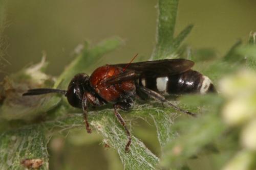 Harpactus formosus